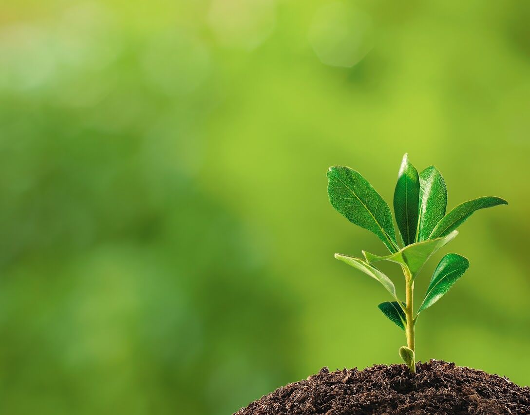 growing plant